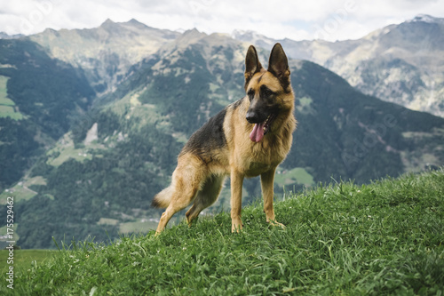 Fotomural German shepherd on the mountain