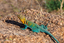 Colorful Mountain Boomer (Collared Lizard) In The Wichitas