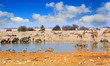 colourful landscape of lots of animals drinking from Okaukeujo waterhole in Namibia
