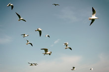 Seagulls Flying At Sea