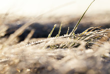 Covered With Frost Blades Of Grass