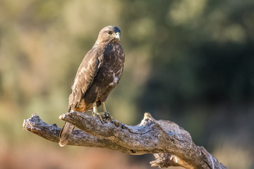 Wall Mural - Common Buzzard, Buteo buteo