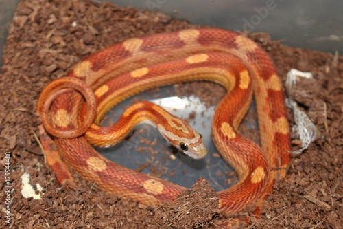 Zdjęcie XXL Zimny ​​wzorzysty wąż zbożowy