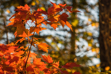 Wall Mural - Vivid Fall Color Maple Leaves