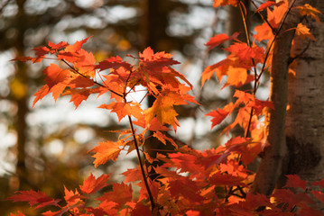 Wall Mural - Red Maple Leaves at Sunset