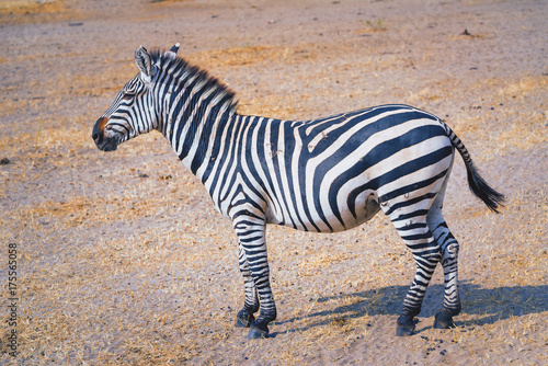 Plakat Zebra samodzielna w Parku Narodowym Serengeti