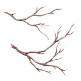 Fototapeta  - Watercolor fall tree branch