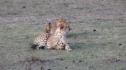 Poster - couple of cheetah in the savannah of masai mara