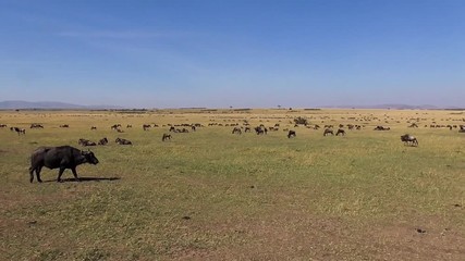 Poster - migration season in the masai mara reserve