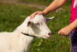 Fototapeta  - Goat And Baby. Little Girl Holding Leash And Stroking Goat On Meadow In Summer Sunny Day Close Up.
