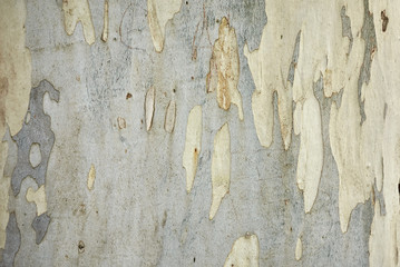 Eucalyptus bark