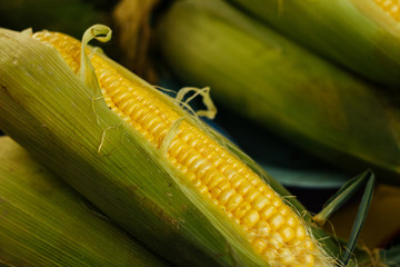 Closeup, peeled yellow raw corn on the table