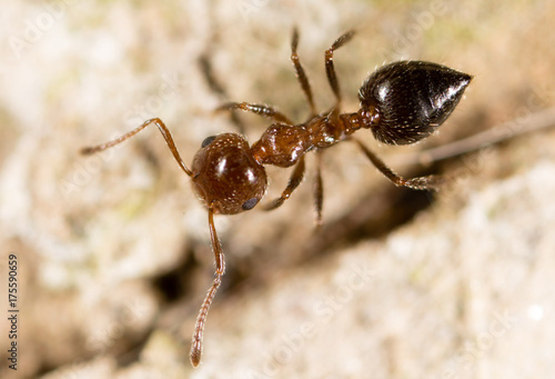 Zdjęcie XXL małe mrówki w przyrodzie. makro