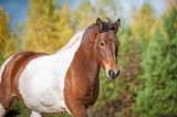 Fototapeta Konie - Beautiful paint horse in autumn