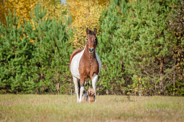 Wall Mural - Two friends horse and dog in the paddock