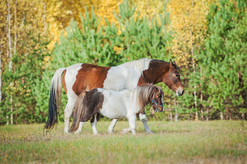 Friendship of paint horse and pony