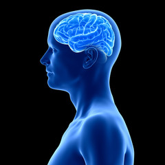 3d rendered medically accurate illustration of the human brain