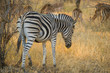 Zebra grazing with herd of impalas, South Africa