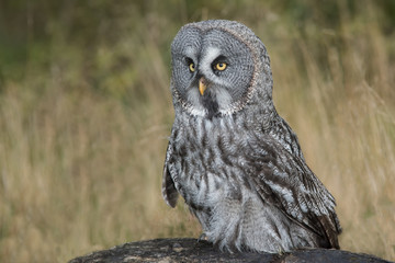 Poster - A close image of a great grey gray owl standing on a rock facing slightly left against a natural background
