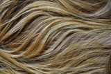 Fototapeta  - Tekstura włosów blond