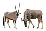 Fototapeta Sawanna - Set of oryx or gemsbuck and blue wildebeest portraits, isolated on white background