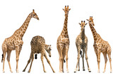 Fototapeta Sawanna - Set of five giraffe portraits, standing, isolated on white background
