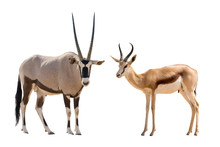 Set Of Oryx And Springbok Portraits, Isolated On White Background