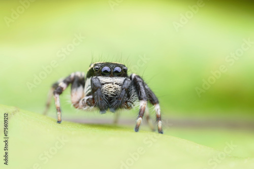 Zdjęcie XXL Super makro Carrhotus Sannio lub Skaczący pająk na zielonym liściu