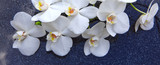 Fototapeta Kwiaty - Spa background with white orchid.