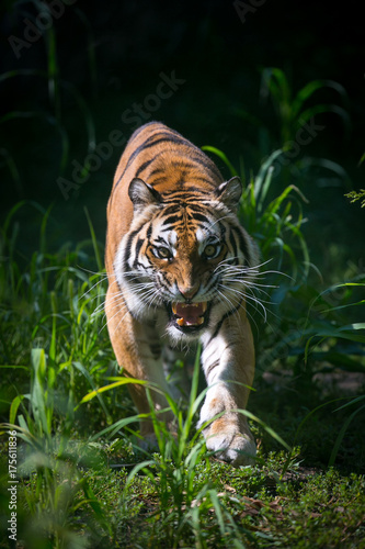Plakat Tygrys atakuje zoo