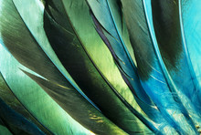 Native American Indian Turquoise Feathers.  This Is A Colorful Macro Photo Of Some Turquoise And Green Duck Feathers From A Native American Indian Costume.