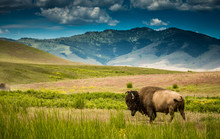 Bison In Montana