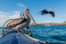 Pelican On A Boat, One In The Air