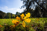 Fototapeta Kwiaty - Herbst