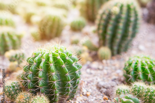 Plakat Mały kaktusowy dorośnięcie na piasku w ogródzie