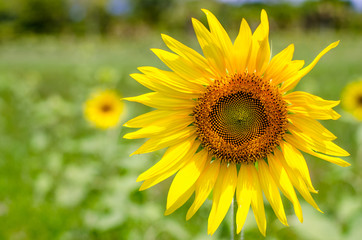 Fotomurales - sunflower