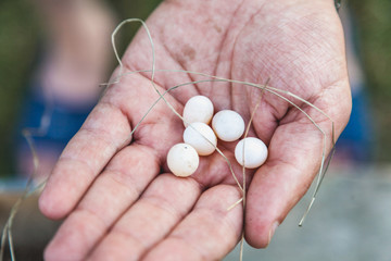 Wall Mural - Five bird small white eggs lie in palm of hand