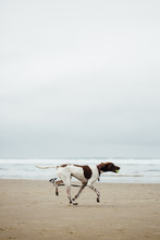 Dog Running On The Beach