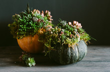 An Autumnal Display Of Pumpkins Decorated With Living Succulents.