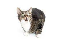 Funny Cat On White With Surprised Expression On Face. Mouth Open And Eyes Wide.
