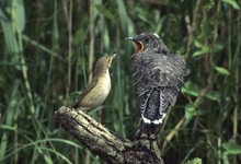 Cuckoo (Cuculus Canorus)feeding From Reed Warbler