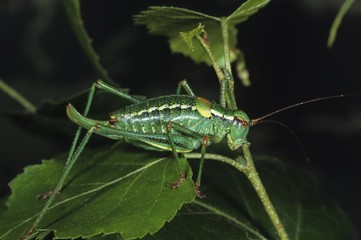 Wall Mural - Barbitistes constrictus