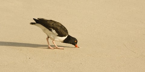 Wall Mural - American Oystercatcher (Haematopus palliates), San Cristobal Island, Galapagos Islands, UNESCO World Heritage Site, Ecuador, South America