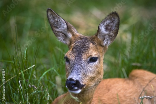 Female Roe Deer (Capreolus capreolus), Estonia, Baltic States, Northeast Europe, Plakát