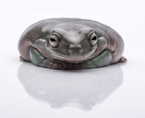 A big, fat Australian Tree Frog, sitting on the ground. Isolated against a pure white background. Focus on the eyes. Room for copy