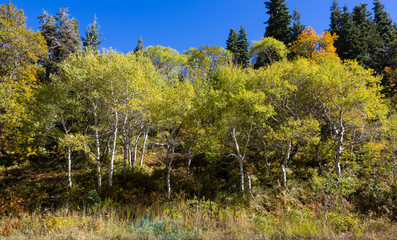 Wall Mural - Fall Colored Aspen in Northern Utah Mountains