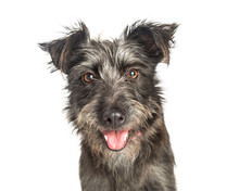 Happy Scruffy Terrier Dog Closeup