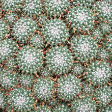 Big Cluster Of Cactus Plants