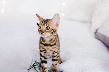 bengal cats babys leopard kitten