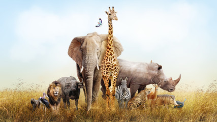 safari animals in africa composite